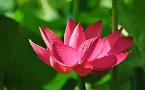 荷花的资料有哪些 荷花有什么用途