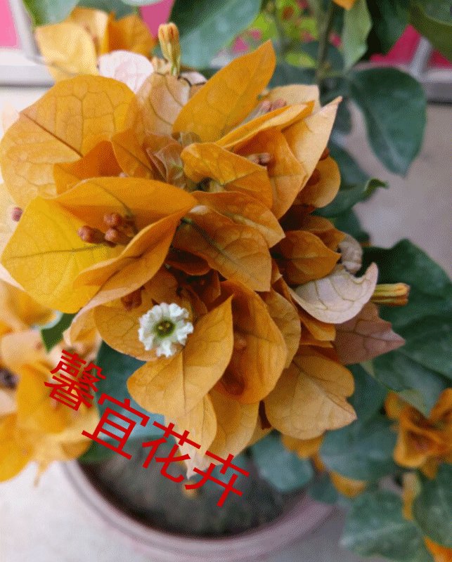 穿露肩礼服拍美照竟有人说不正经，你认同吗？