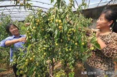 现在冬枣价格多少钱一斤？南方种植冬枣的前景如何？