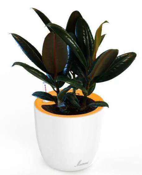 橡皮树的养殖方法