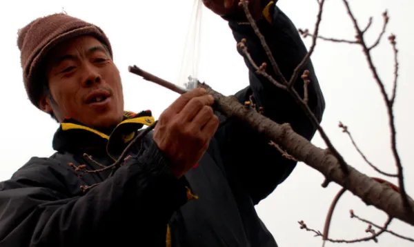 嫁接树苗的方法和技术