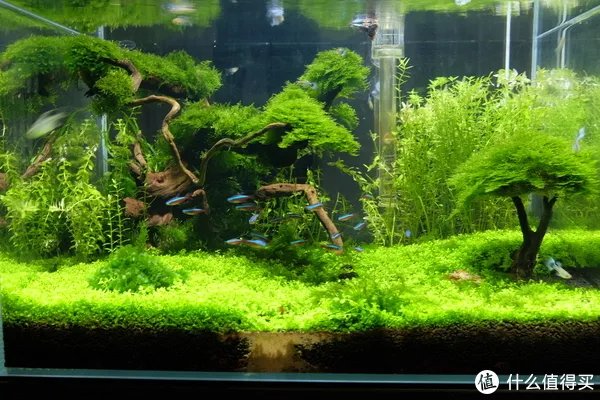 造景 篇一：小白也能玩草缸—聊一聊我的水草缸造景历程