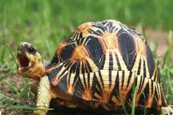 金钱龟的价格？