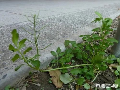 白花碎米荠的功效与作用