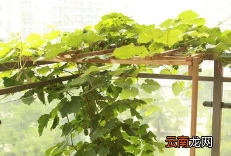 怎样种葡萄视频教程 种植方法 家庭怎么种盆栽葡萄