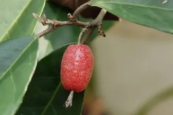 银果牛奶子的功效与作用