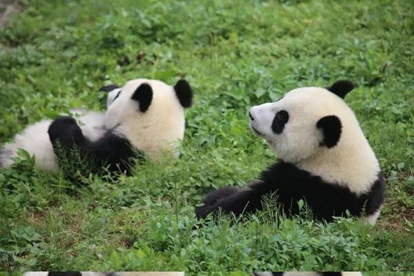 为什么熊猫那么喜欢抱饲养员的大腿？