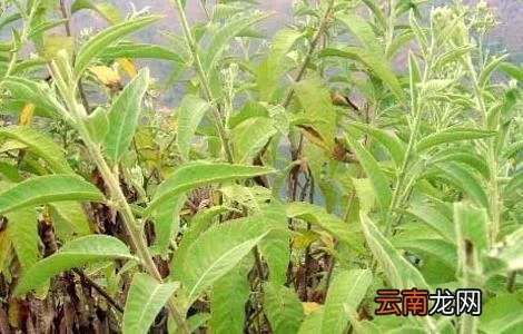 艾纳香的功效与作用