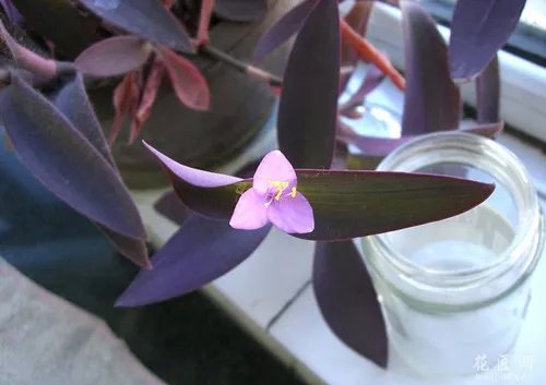 紫鸭拓草怎么种植 如何养护好紫鸭拓草