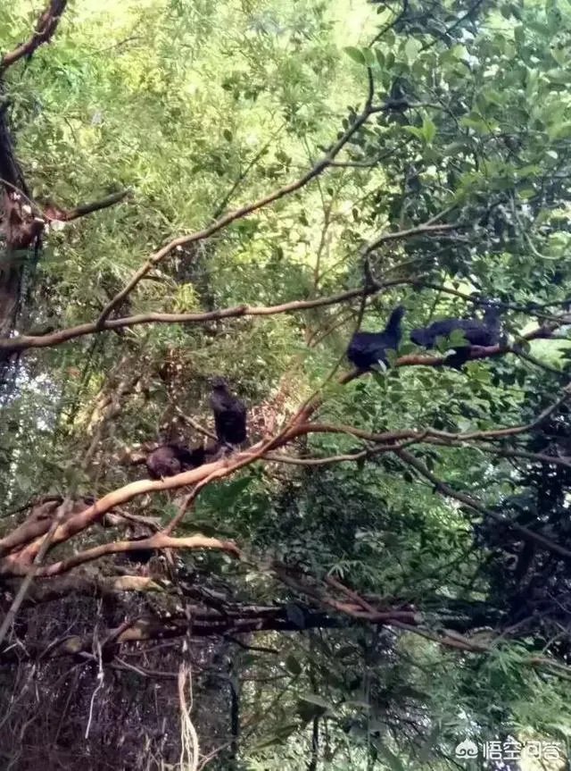 养绿壳蛋鸡有前景吗?有什么好建议?