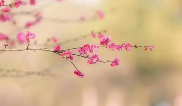 《暗香》一词是姜夔受杨万里之托所作。()