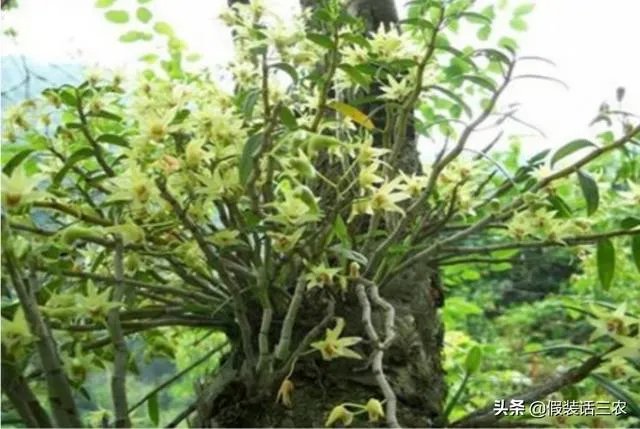 石斛的种植技术各位听说过没？