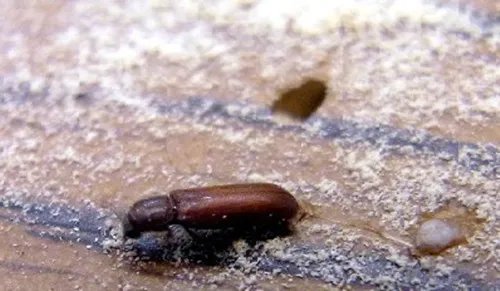 什么是鸡翅木 鸡翅木家具的优缺点有哪些