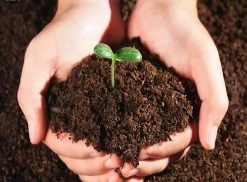 草炭是什么  草炭有哪些用处