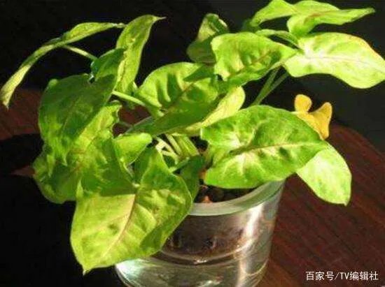 一帆风顺的叶子发黄怎么办呢？