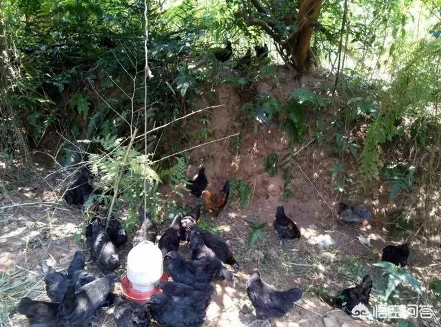 养绿壳蛋鸡有前景吗?有什么好建议?