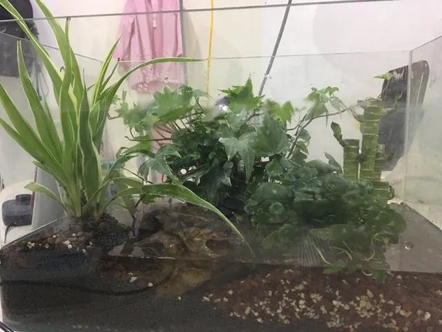 为什么很多人都说“千万不要买宿迁的花”？