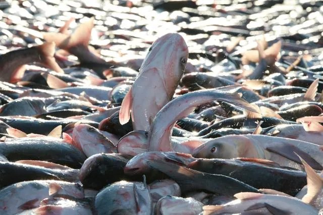 松原有哪些特产？