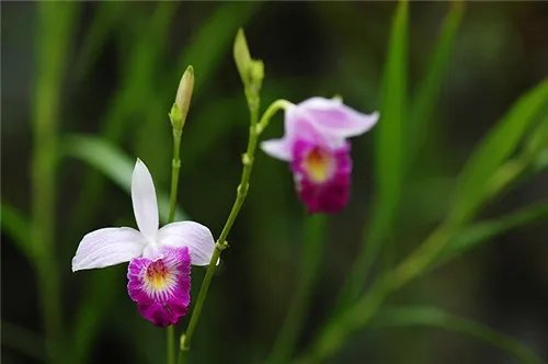 竹叶兰长什么样 竹叶兰的功效与作用