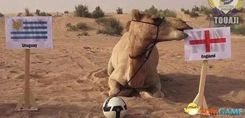 神兽成灾星！骆驼神奇不再 英格兰输球竟全怪它