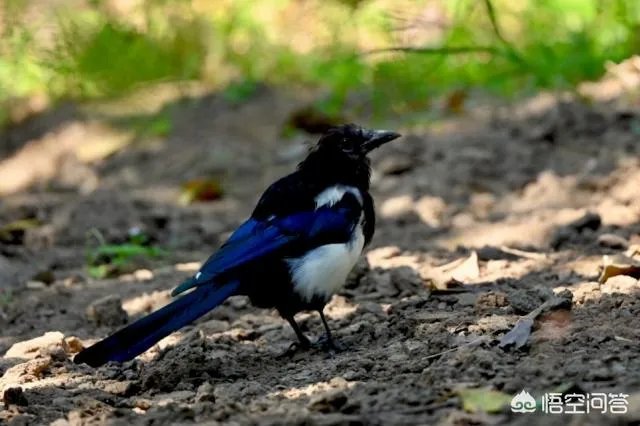 尼康Z7到底怎么样？