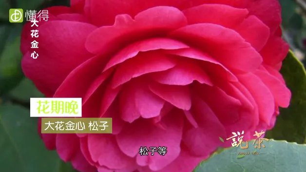 山茶花什么时候开